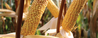 P72847_header_website