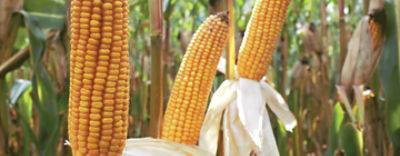 82848_header_website