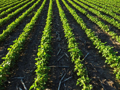 A-field-of-young-soybean-plants