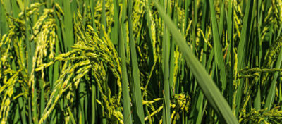 Imagem de um homem e uma mulher em um campo de arroz