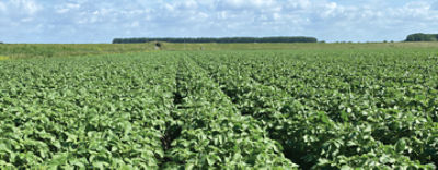 Aardappelgewas-BlueN