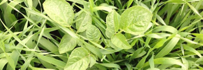 Aardappelopslag in zomergraan