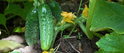 AdobeStock_117697974 - Copy.jpeg