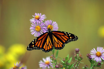 IMG-Butterfly-CN-V1.jpg