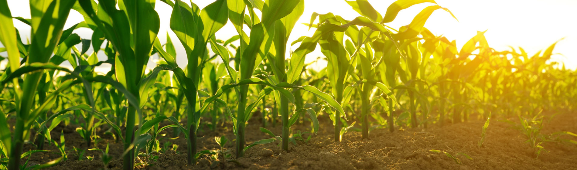 close up of young corn in field
