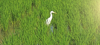 white waterbird in watery field