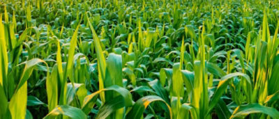 AdobeStock_261059006_resized