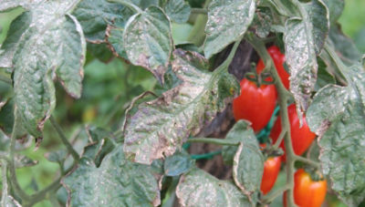 close up view of downy mildew on plant leaves