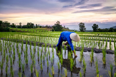 Farmer in the rice field