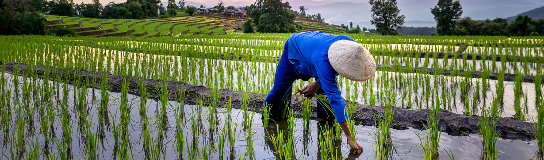 Farmer in the rice field