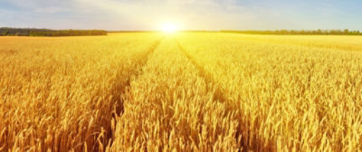 AdobeStock_312974401_Fungicide_Beyond_Wheat_alt