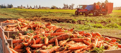 several crates full of freshly harvested carrots with farm field in background