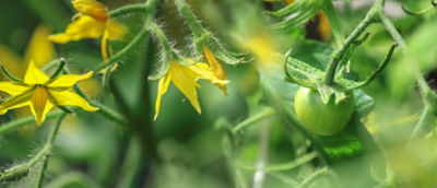 close up of green plant with yellow flowers