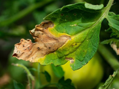 AdobeStock_350934420 - Copy.jpeg