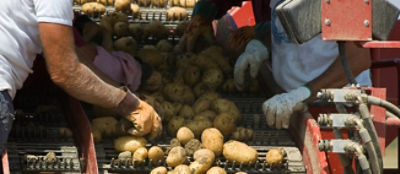 potatoes on conveyer with workers sorting them