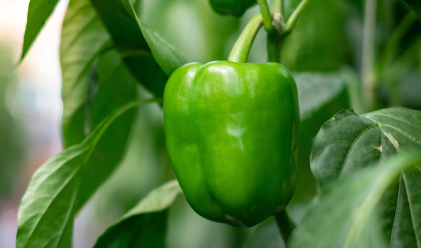 Green pepper