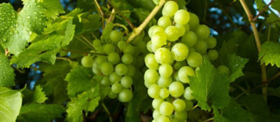 close up of grapes on vine