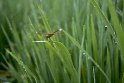 Close-up shot of the dragonfly in the rice field