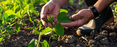 close up of man's hands checking soybeans in field