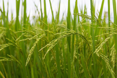 close up of wheat in field