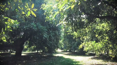 Aguacate V.7B CC - Corteva - Julio20.