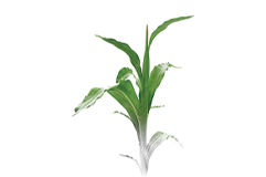 Alcance del máximo potencial productivo