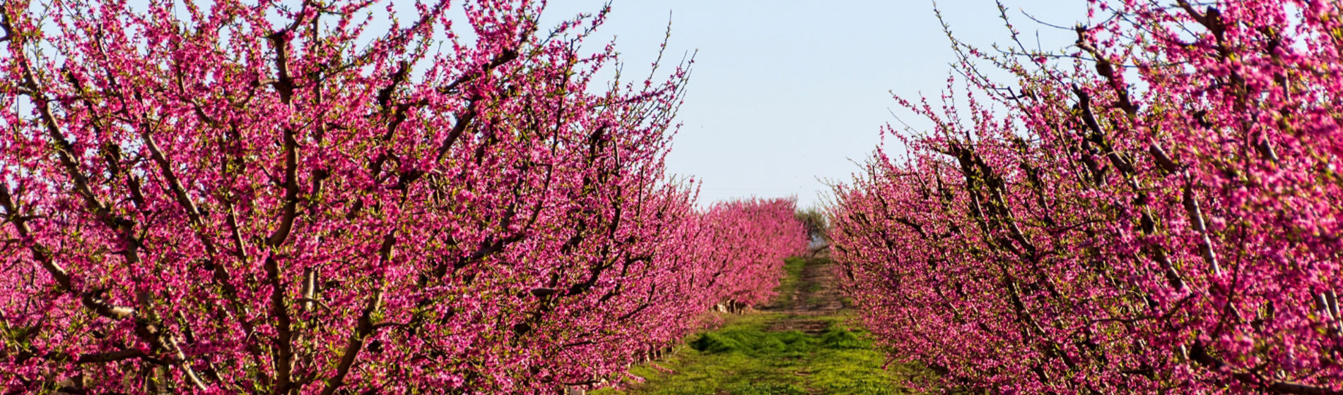 Almond Integrated Solutions