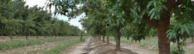 Tree Nut Crop Protection - Almond Berms