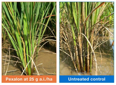 Cleaner, greener and healthier stems - treated vs. untreated comparison view