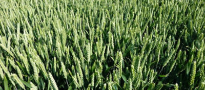 Article Hero Image Genius Desktop