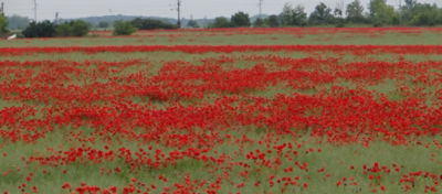 Article Hero Image OSR Weeds Desktop