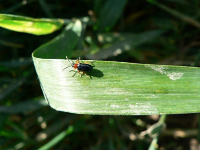 Article Image Cereale insecticide 01