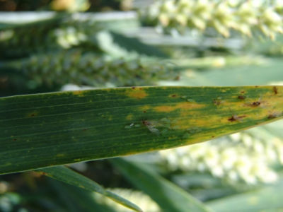 Article Image Cereale insecticide 02