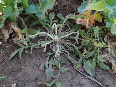 Article Image Galera 03