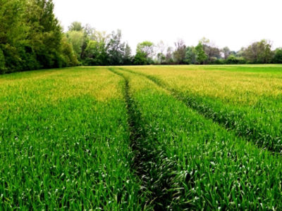 Article Image Genius 03