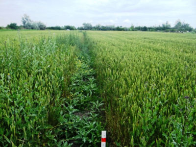 Article Image Genius 08