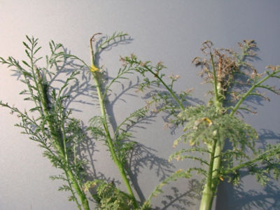 Article Image Ikarus 06