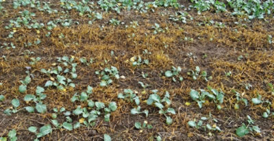 Article Image Perenal 02