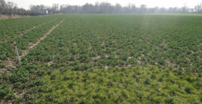 Article Image Perenal 04