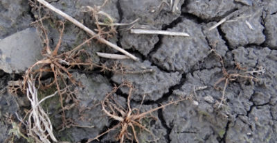 Article Image Belkar 02