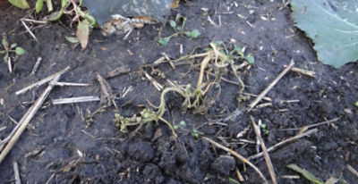 Article Image Belkar 03