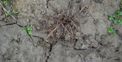 Article Image Belkar 04