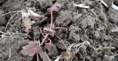 Article Image Belkar 06