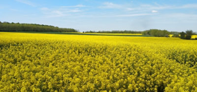 Related Content Card desktop