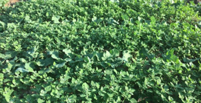 Article Image Runway 01