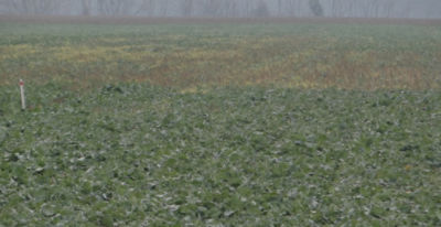 Article Image Runway 02