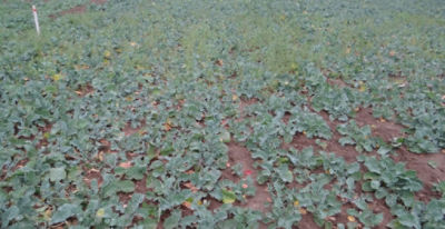 Article Image Runway 03