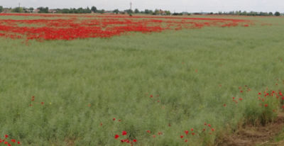 Article Image Runway 09