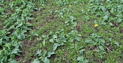 Article Image Runway 10