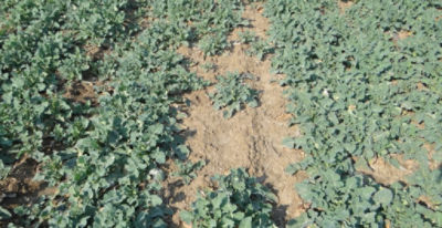 Article Image Runway 12